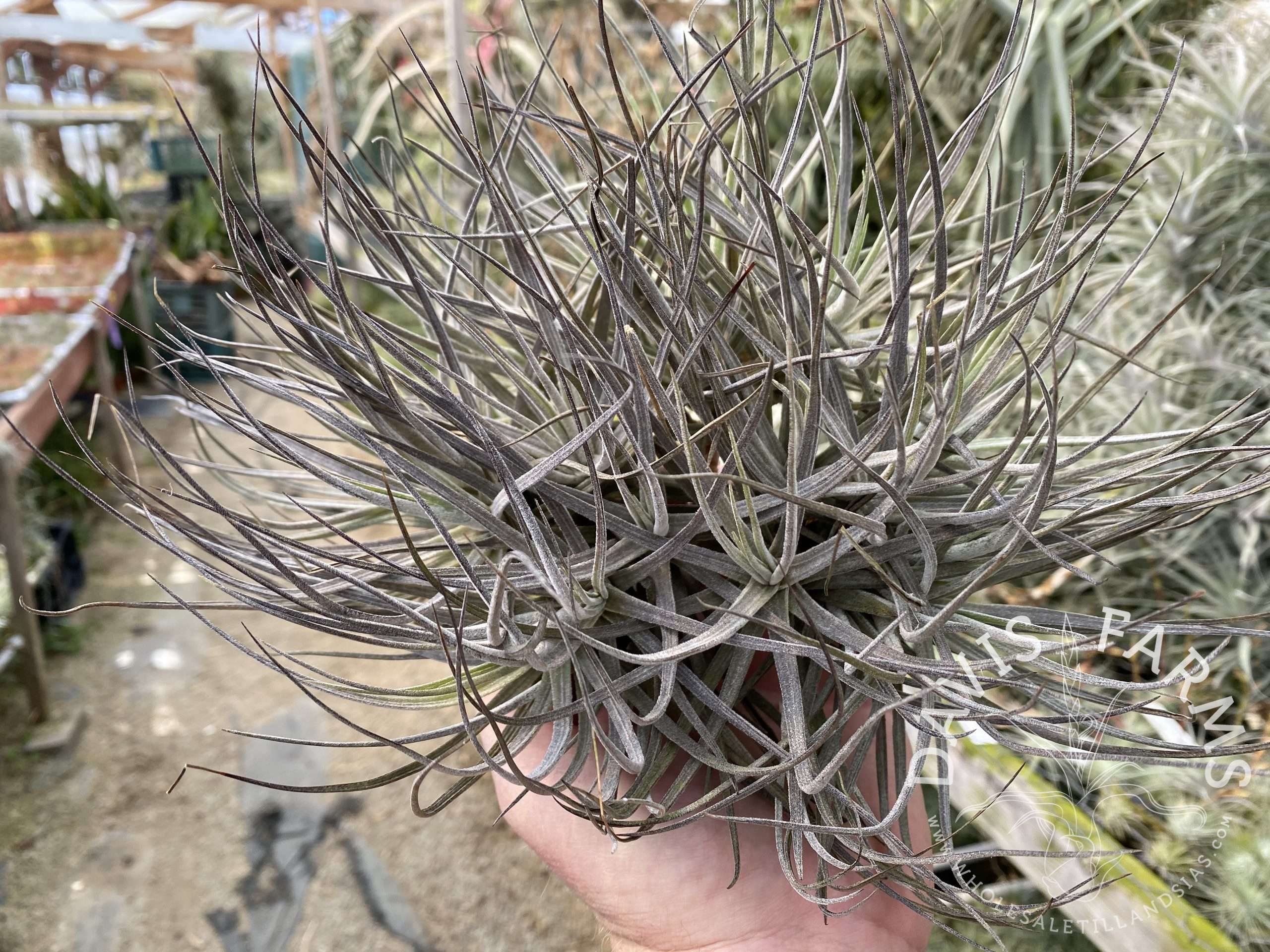 Tillandsia schiedeana major