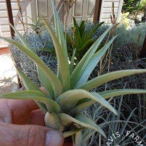 Tillandsia secunda var. vivipara