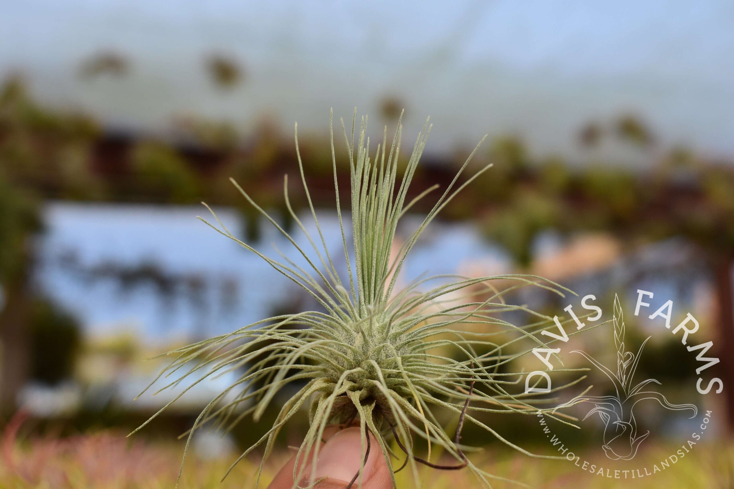 Tillandsia fuchsii var. gracilis