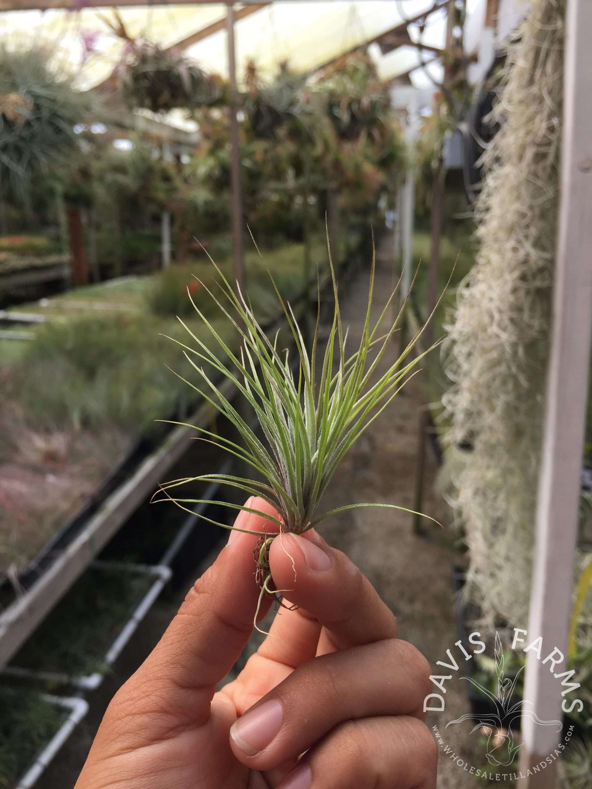 Tillandsia stricta green