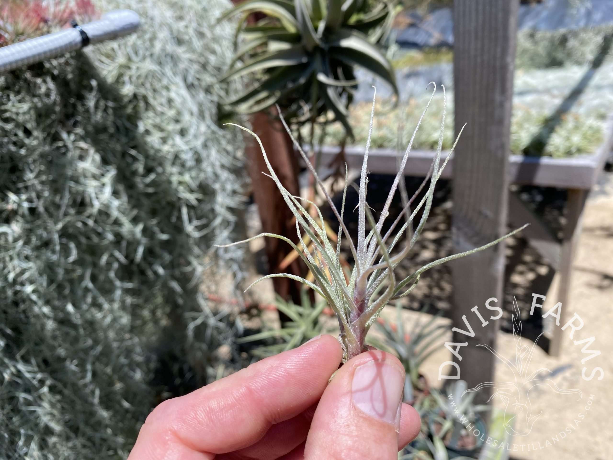 Tillandsia straminea caulescent form
