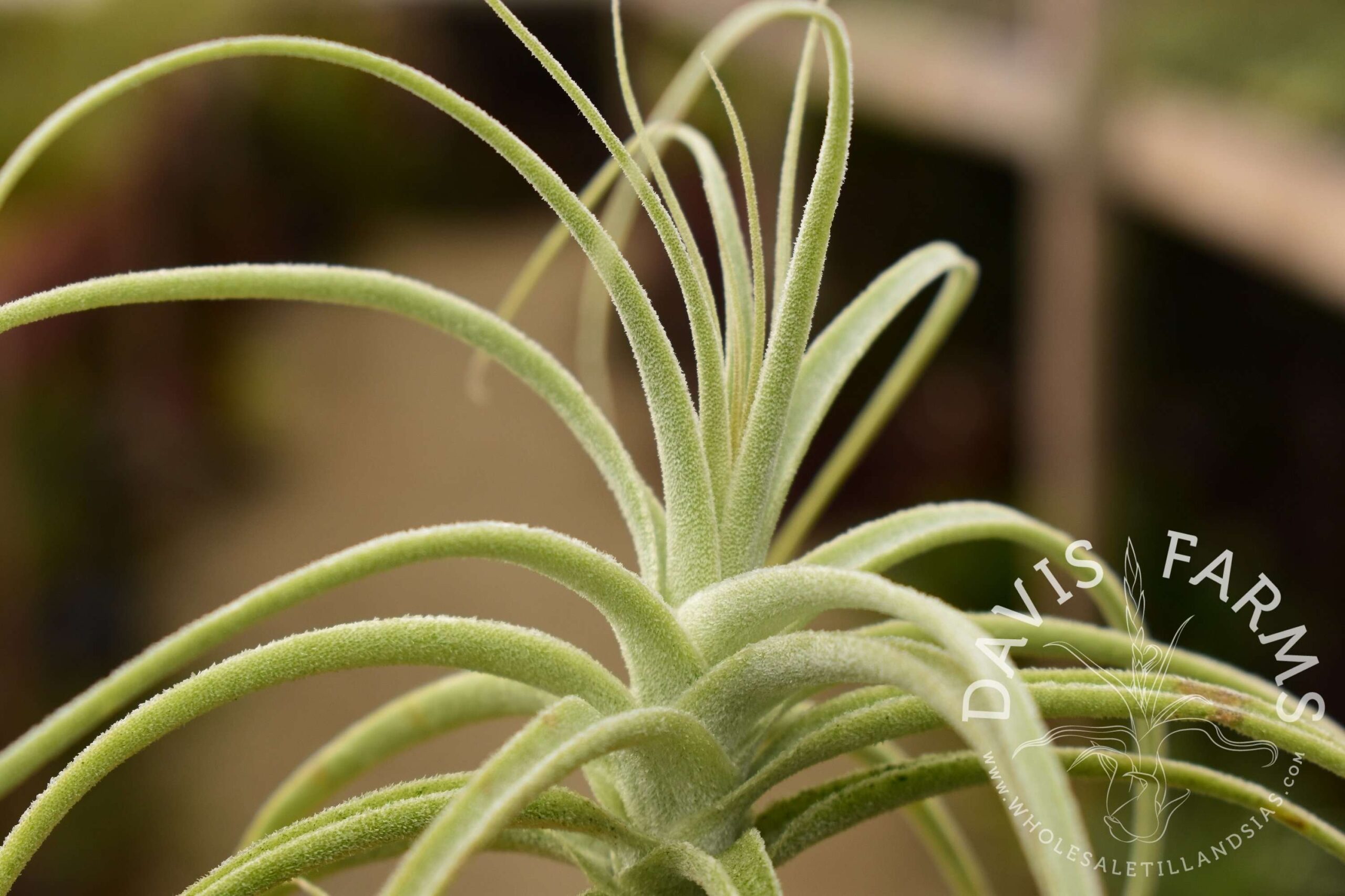 Tillandsia straminea dwarf