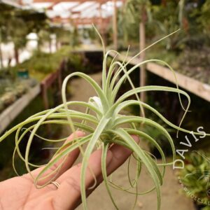 Tillandsia straminea dwarf