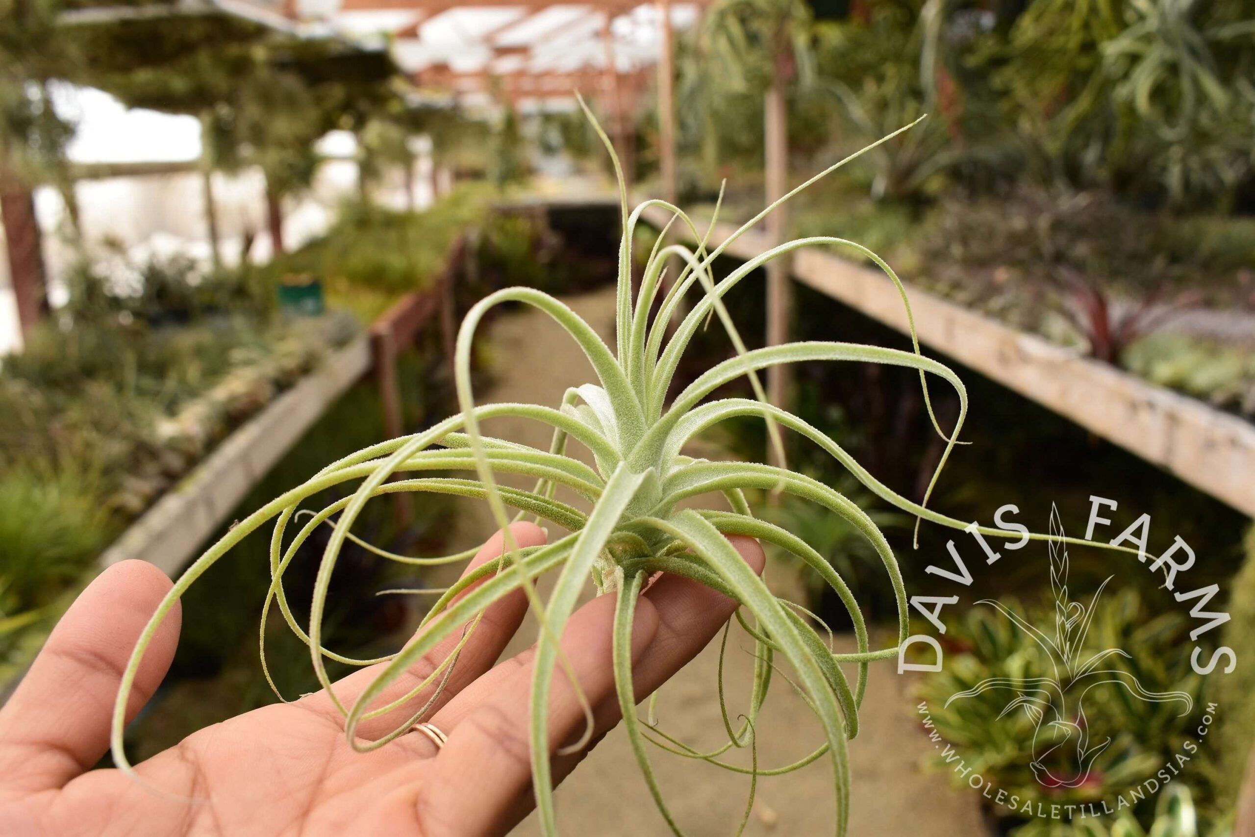 Tillandsia straminea dwarf