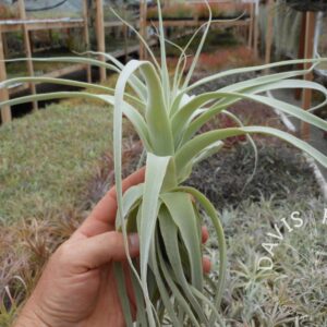 Tillandsia straminea thick leaf form