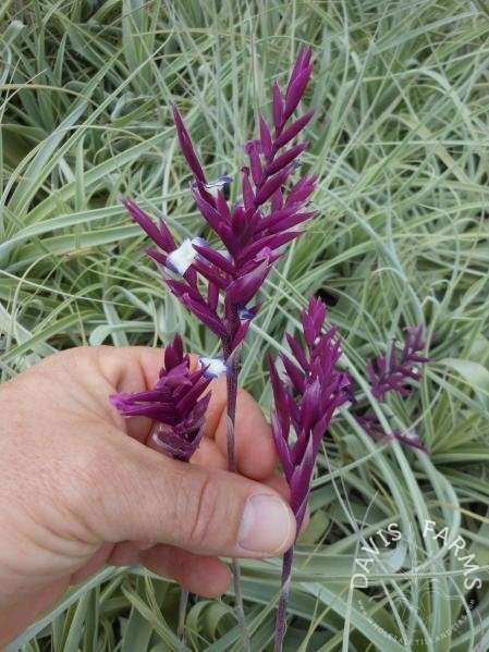 Tillandsia straminea deep purple