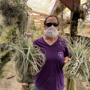 Tillandsia Streptocarpa Giant Form Super Clump
