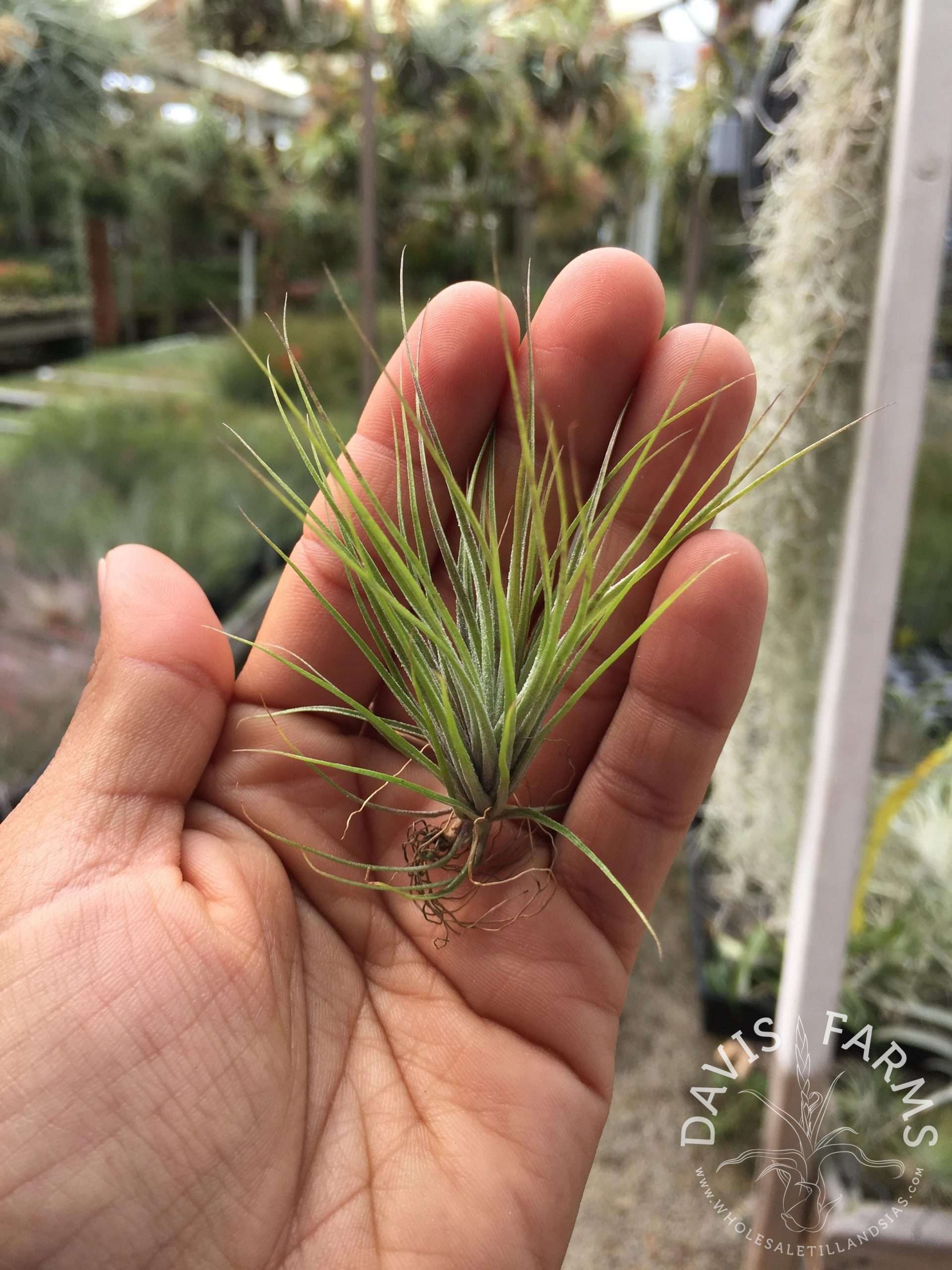 Tillandsia stricta green