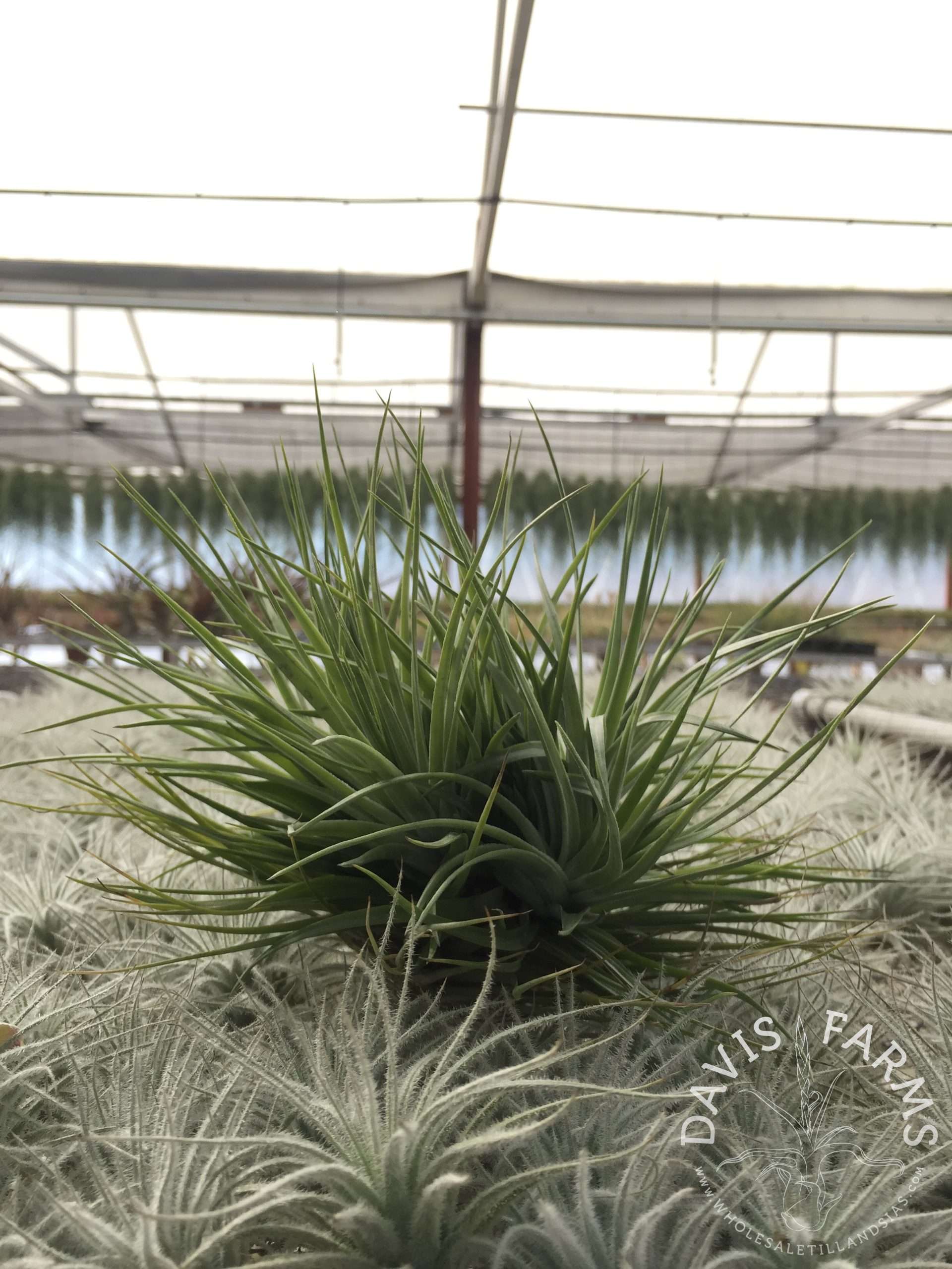 Tillandsia stricta Stiff Leaf