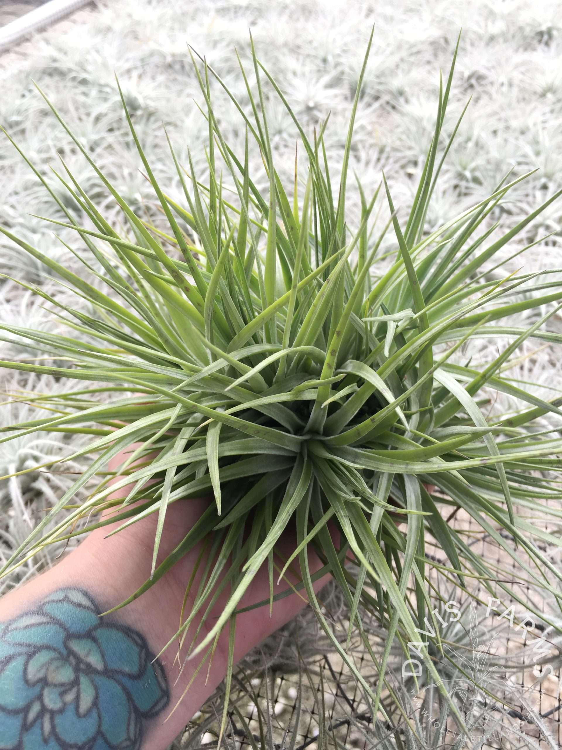 Tillandsia stricta Stiff Leaf