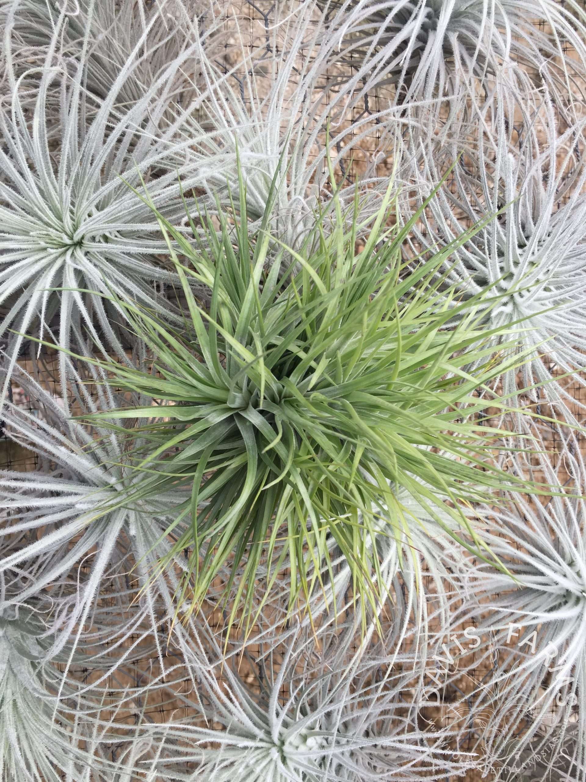 Tillandsia stricta Stiff Leaf