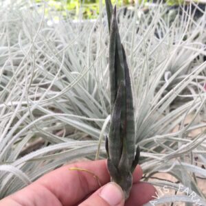 Tillandsia subulifera