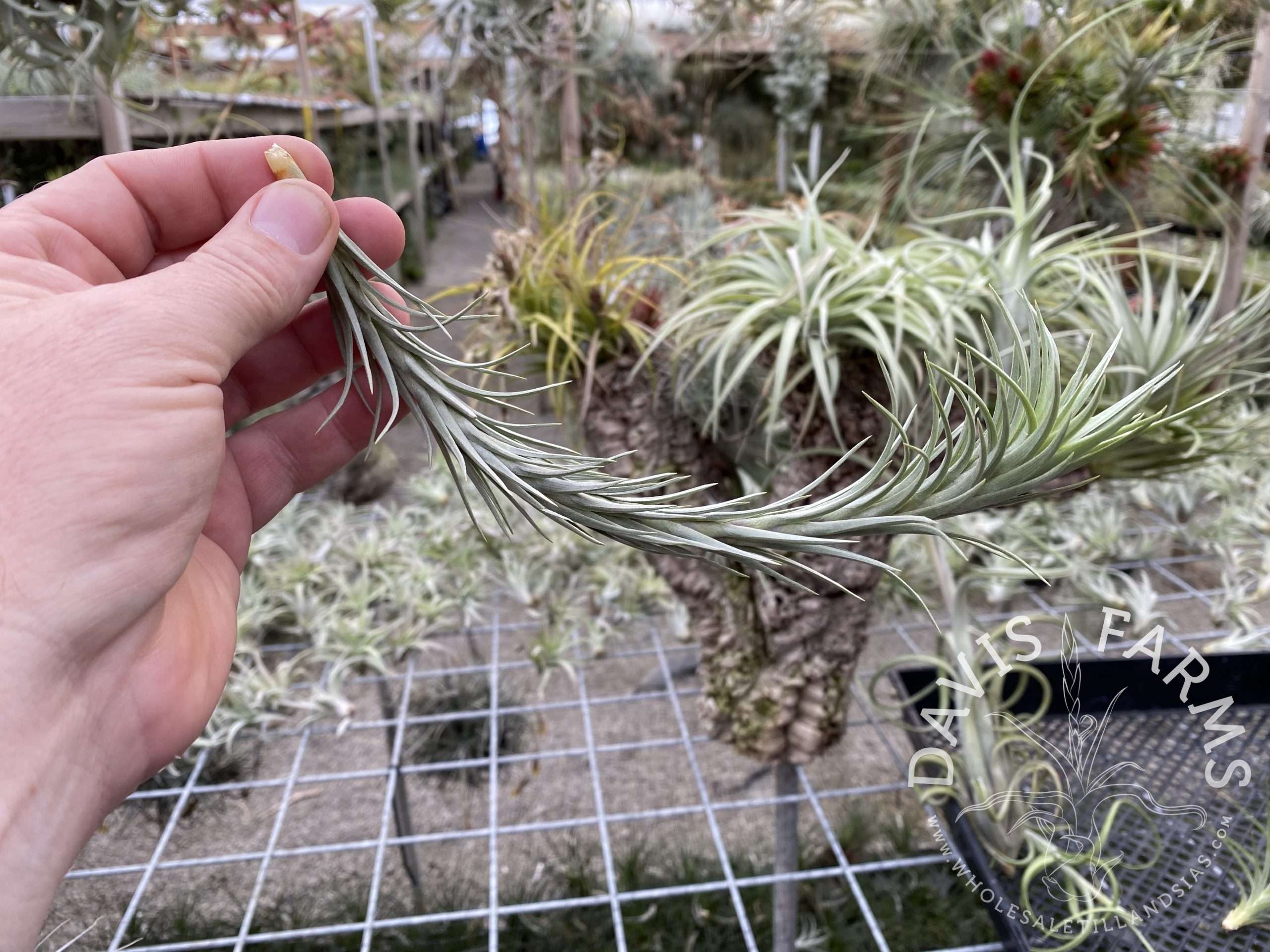 Tillandsia tenuifolia Silver Comb