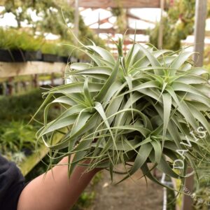 Tillandsia cacticola clump