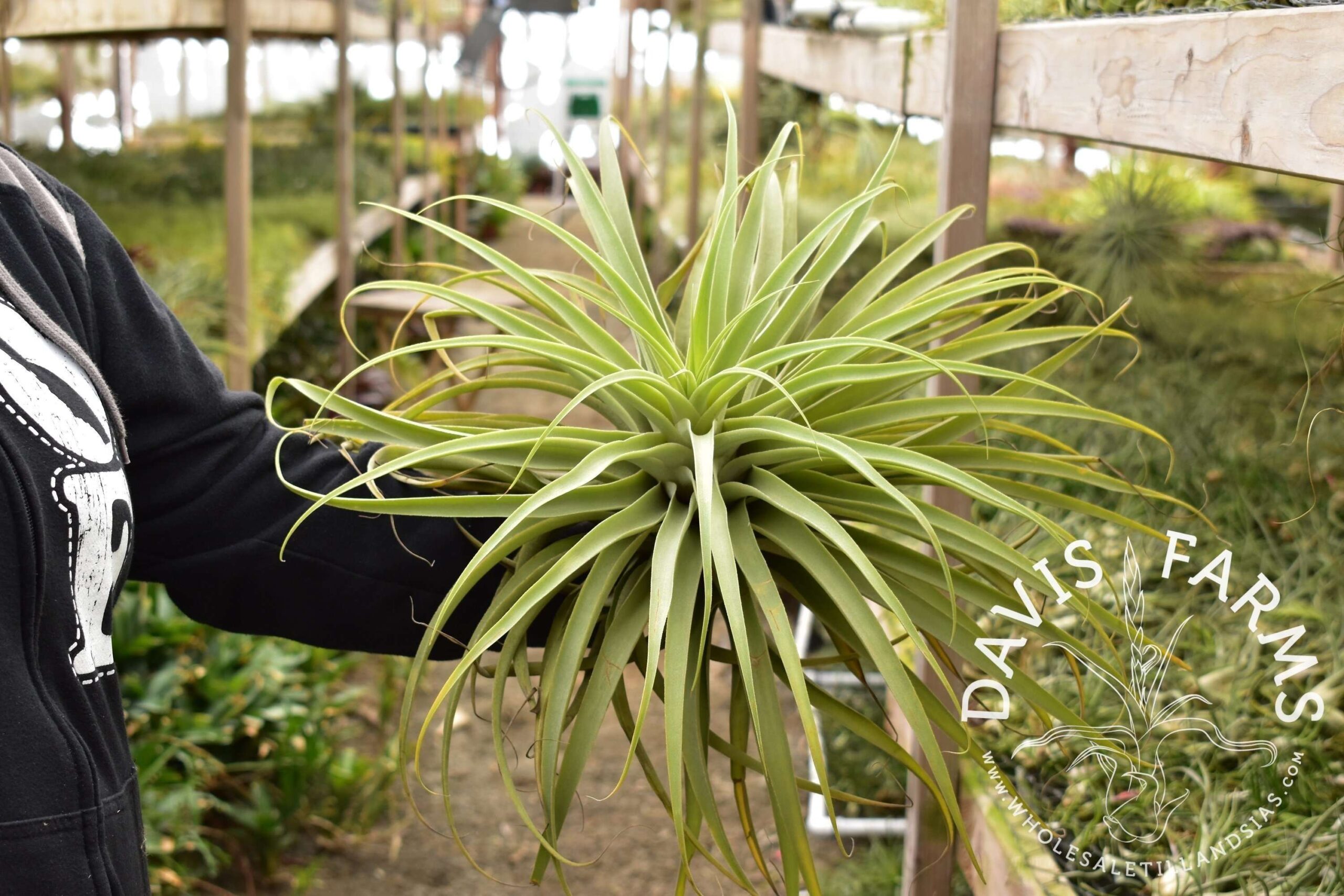 Tillandsia cacticola, Giant Form
