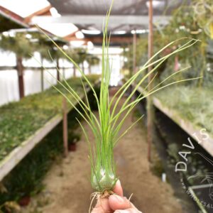 Tillandsia disticha green form