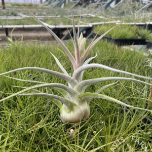 Tillandsia ehlersiana IN BLOOM