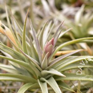 Tillandsia jucunda