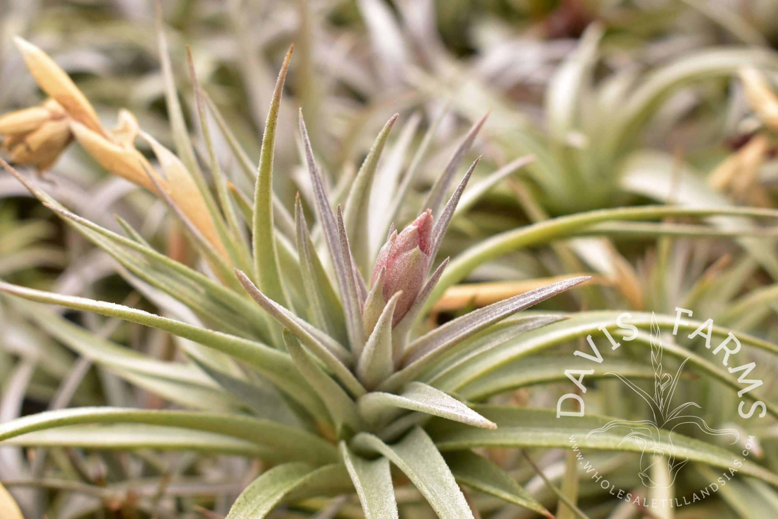 Tillandsia jucunda
