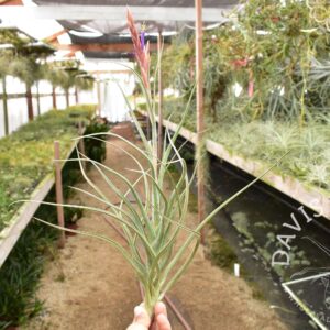 Tillandsia pseudobaileyi hybrid