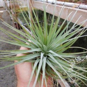 Tillandsia stricta x gardneri ‘Feather Duster’