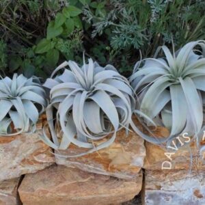 Tillandsia xerographica