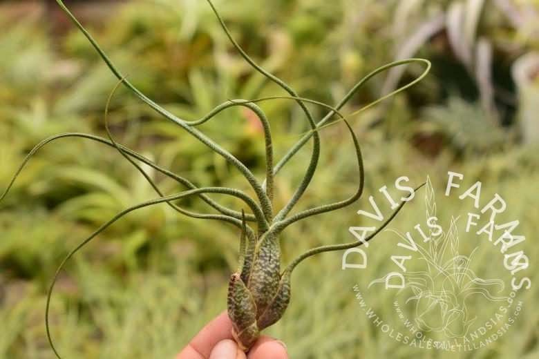 Tillandsia butzii