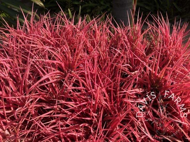 Tillandsia victoriana (T. ionantha x brachycaulos)