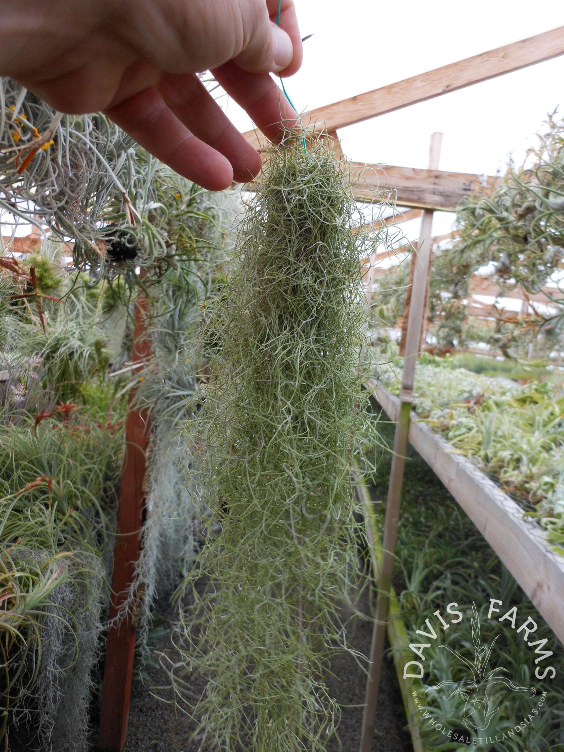 Tillandsia usneoides, super fine green, Spanish moss
