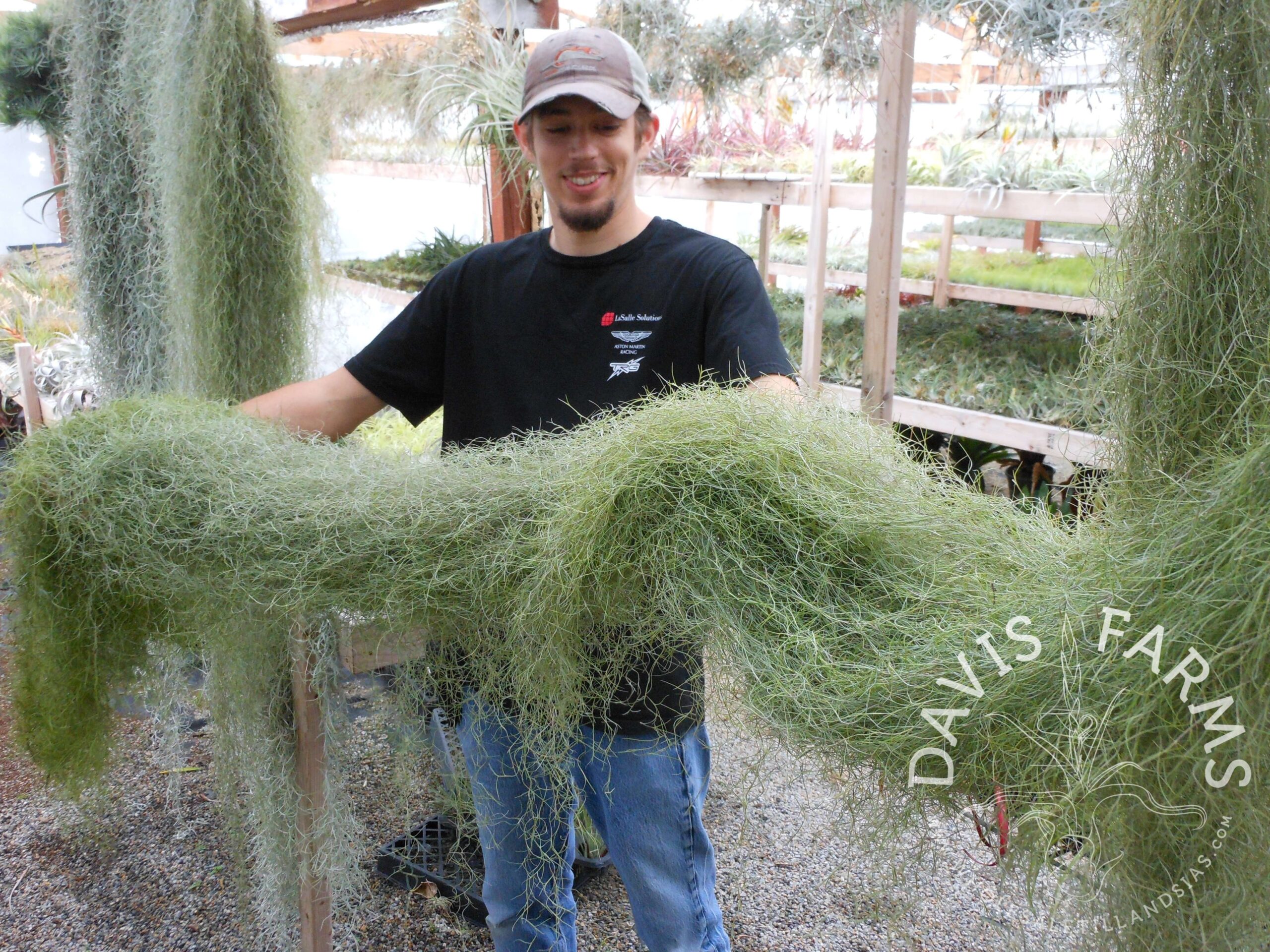 Tillandsia usneoides, super fine green, Spanish moss