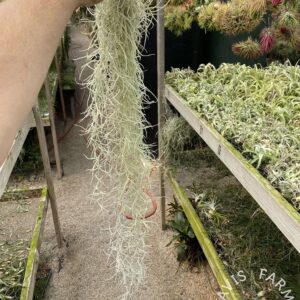 Tillandsia usneoides, Thick Form (Spanish Moss) clump