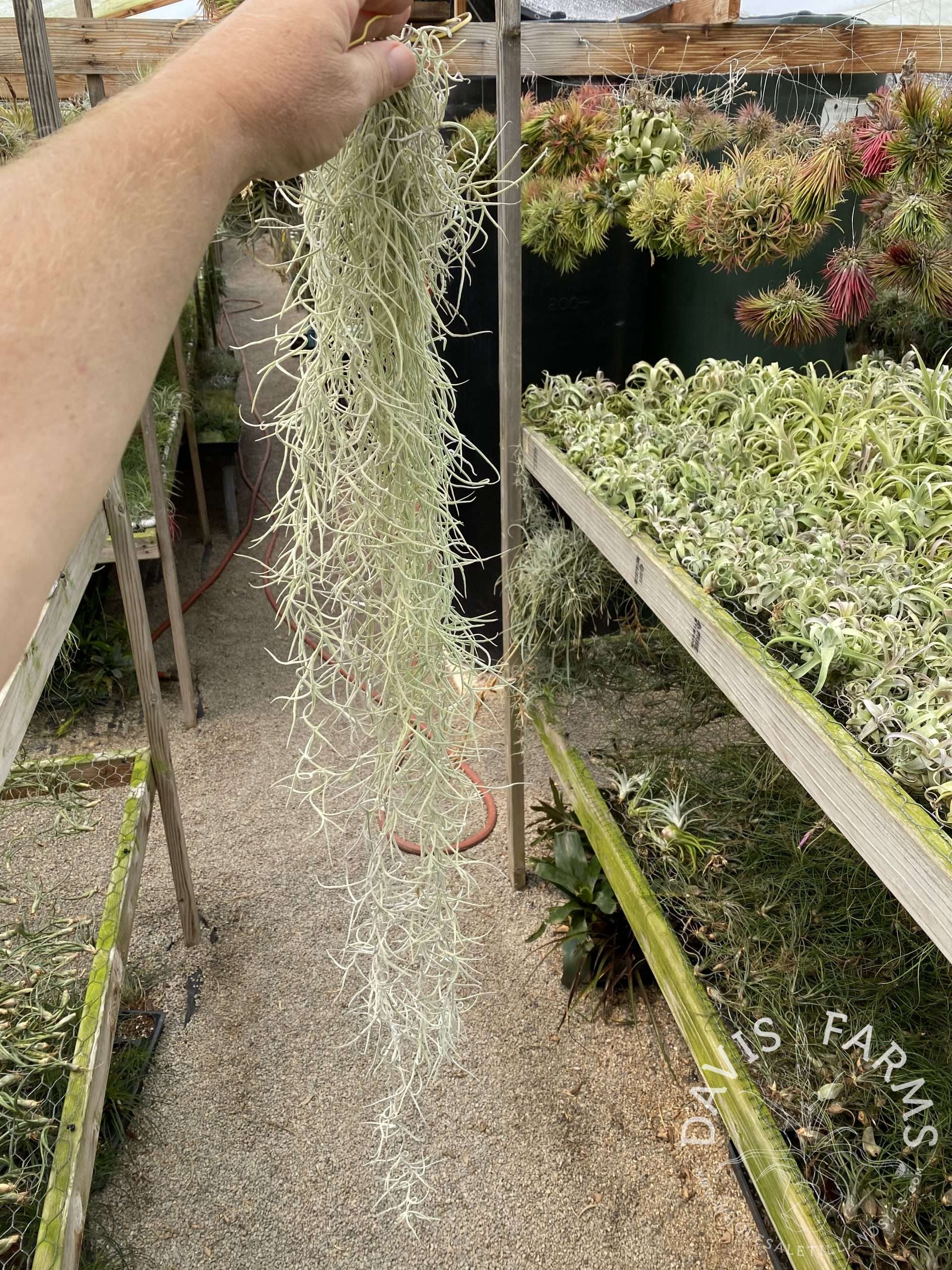Tillandsia usneoides, Thick Form (Spanish Moss) clump