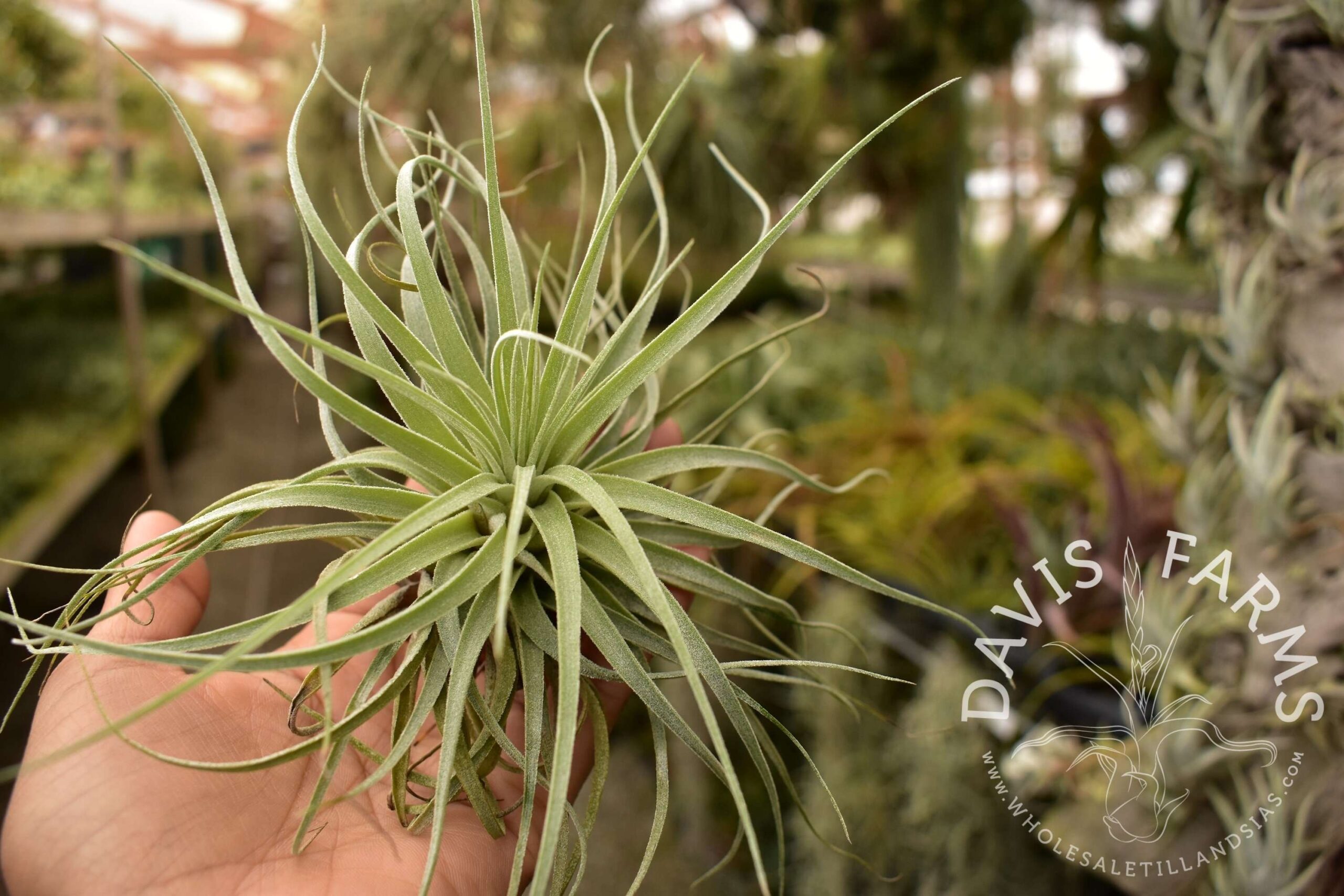 Tillandsia velickiana