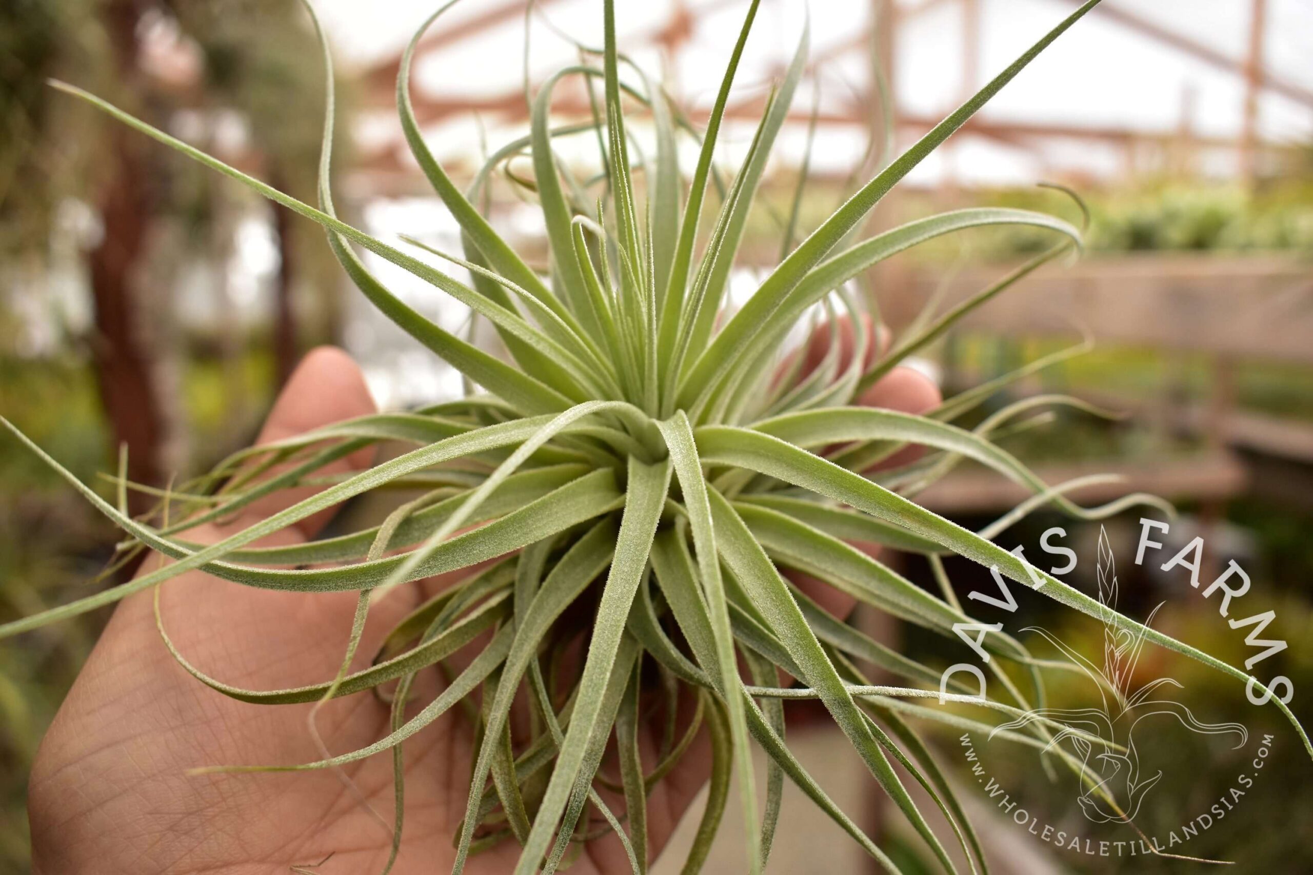 Tillandsia velickiana