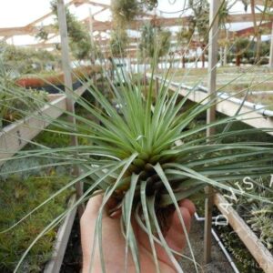 Tillandsia vicentina
