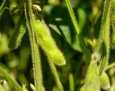 today’s agriculture news