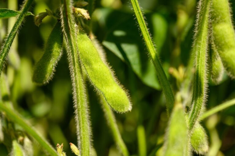 agriculture market news