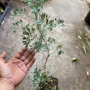 Rue, Ruta Graveolens, Ruda, Rue Herb, Herb of Grace mature 1-2 Feet Live Plant