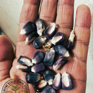 Open Pollinated,Heirloom Mexican Blue Corn, Semilla de Maiz Azul 50 Non GMO Seeds
