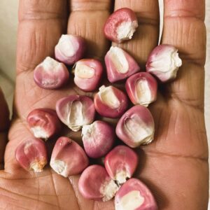 Open Pollinated,Heirloom Hominy Corn, Semilla de Elote Pozolero 50 Non GMO Seeds (Copy)