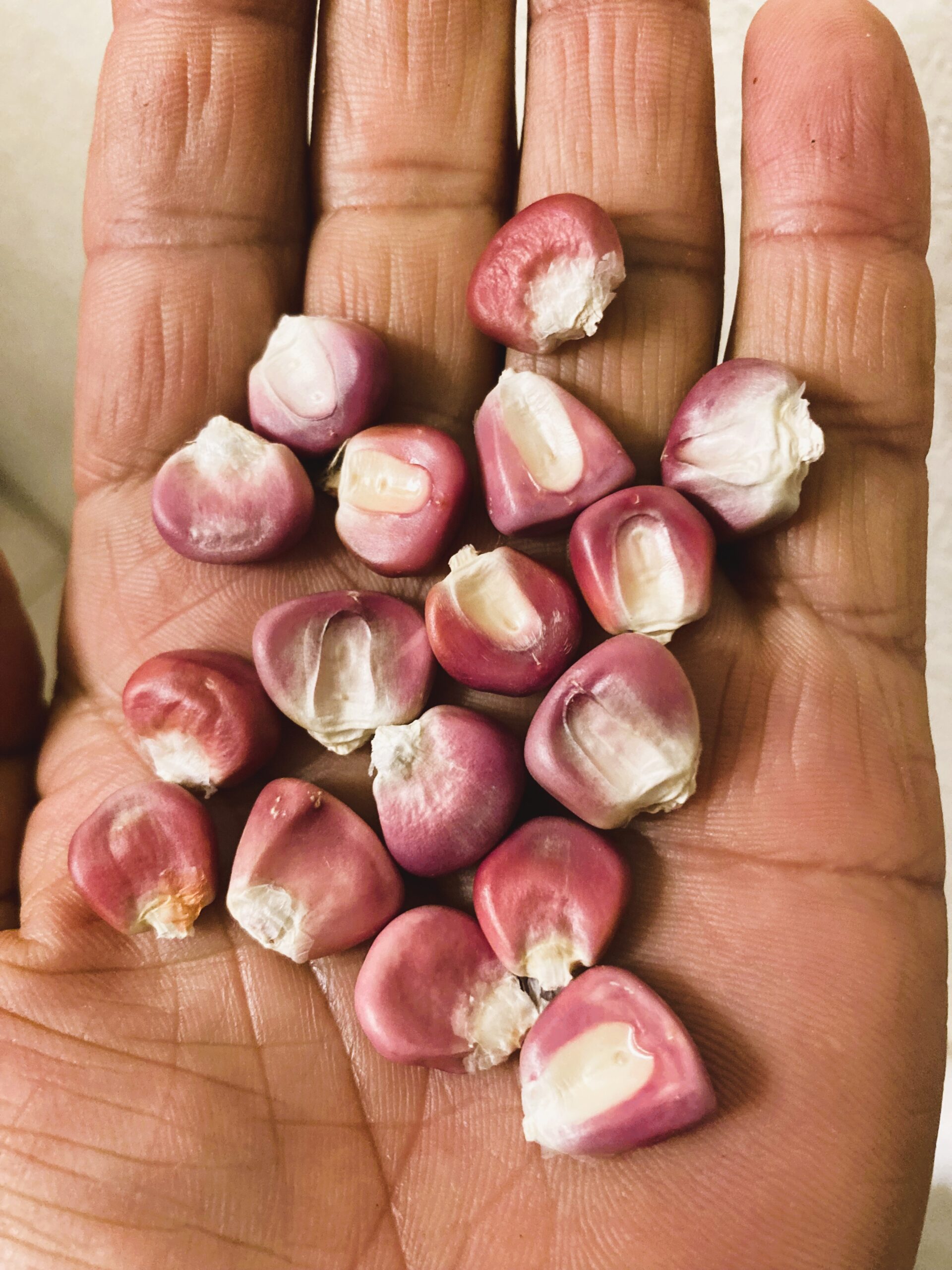 Open Pollinated,Heirloom Hominy Corn, Semilla de Elote Pozolero 50 Non GMO Seeds (Copy)