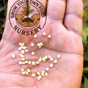 Thai Pepper Prolific Thai Chile Bird's Eye Hot Pepper 50 Non GMO Seeds