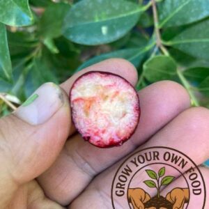 Psidium cattleyanum, Strawberry Guava, Cherry Guava, Cattley guava Live Plant