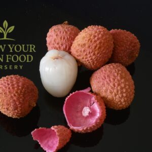 Lychee Seedling 1-2 feet Tall Live Starter Plant