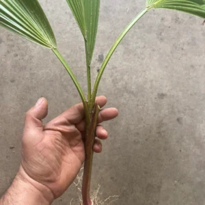 Mexican Fan Palm Tree Seedling Live Plant Bare Root
