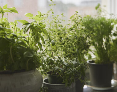 January gardening tips