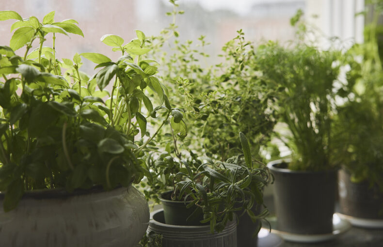 January gardening tips