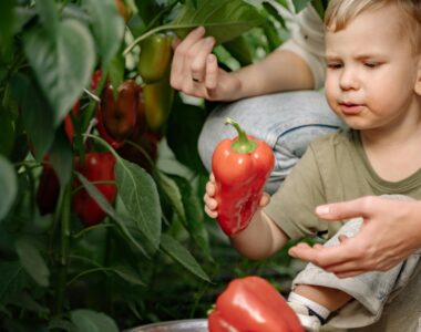 getting started in farming