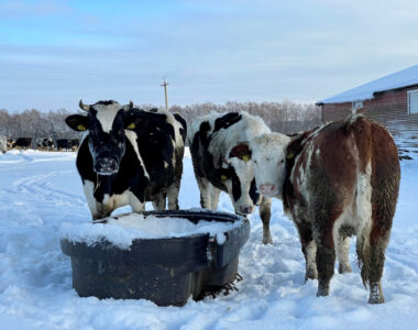 winter livestock care
