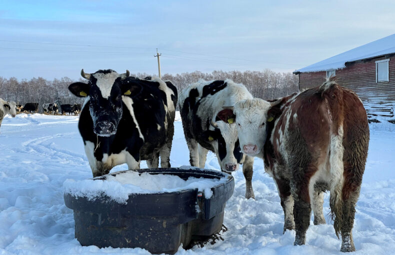winter livestock care